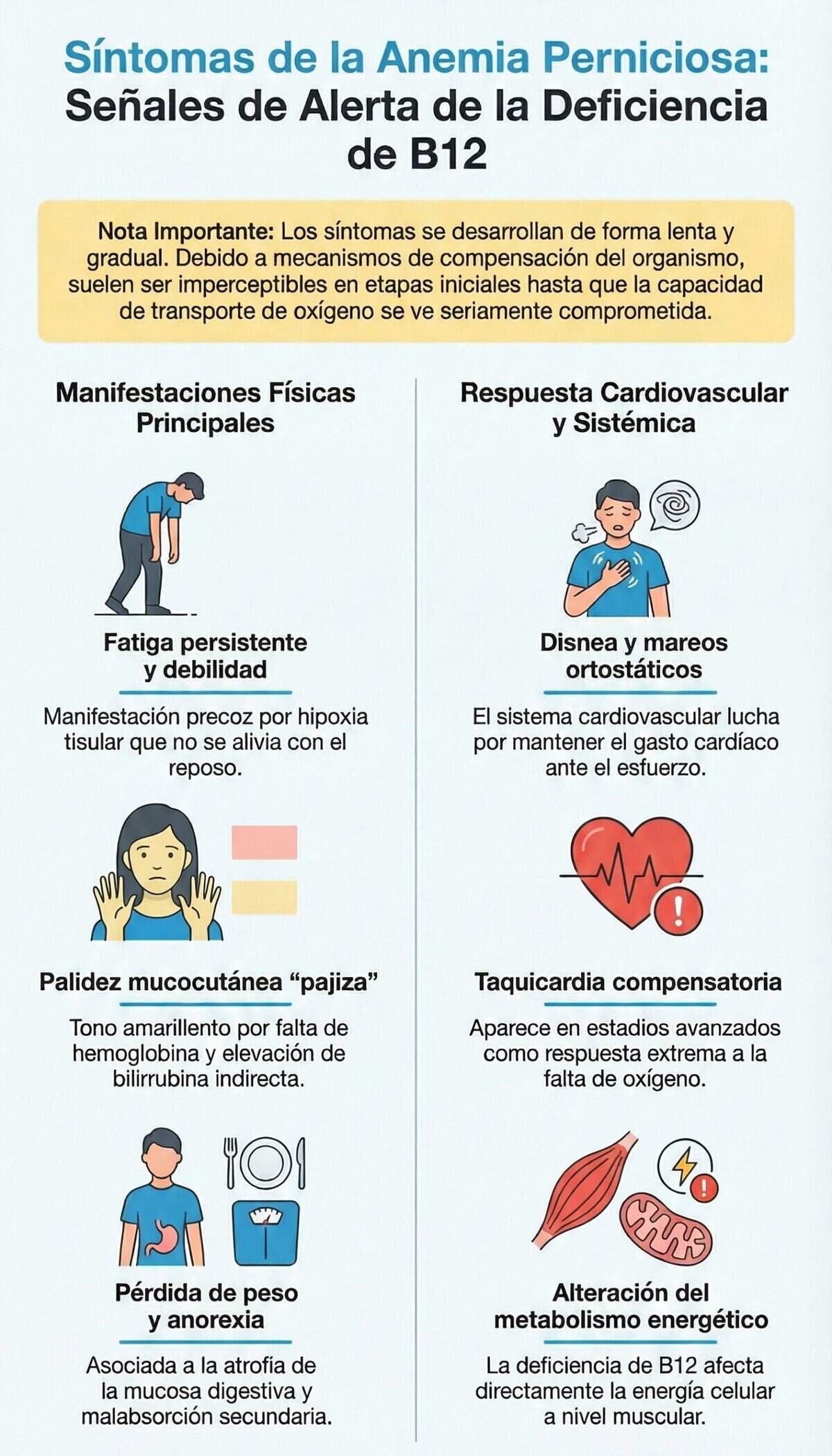 Anemia perniciosa síntomas principales como diagnóstico Alerta deficiencia vitamina b12
