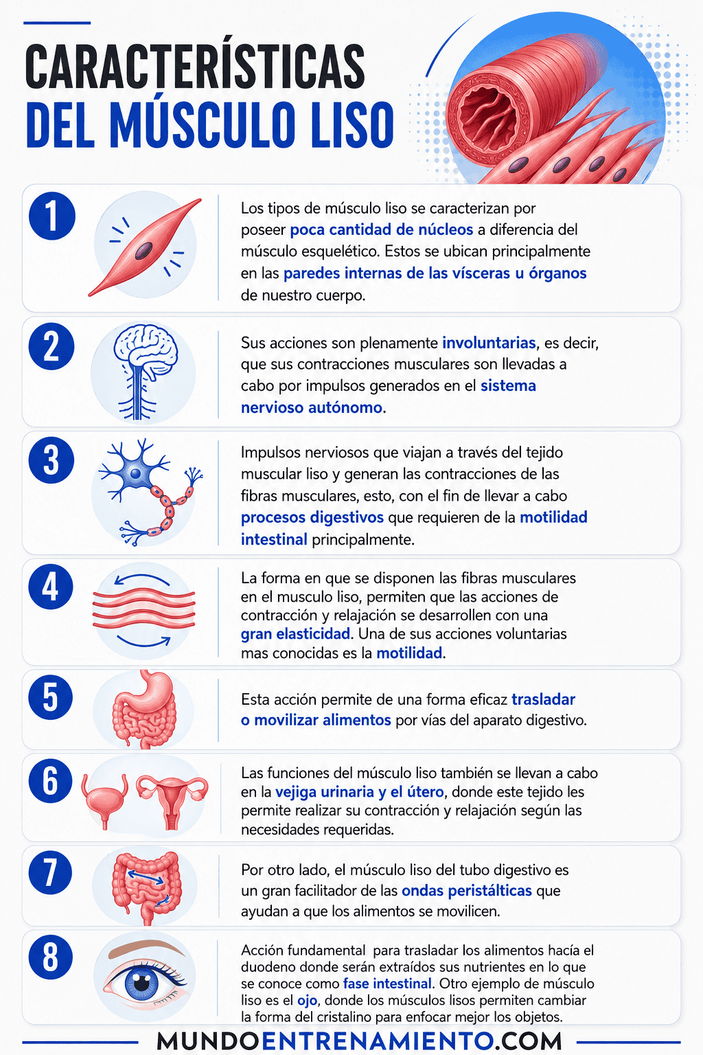 Tipos de músculos del cuerpo humano: 1 guía práctica Características del músculo liso