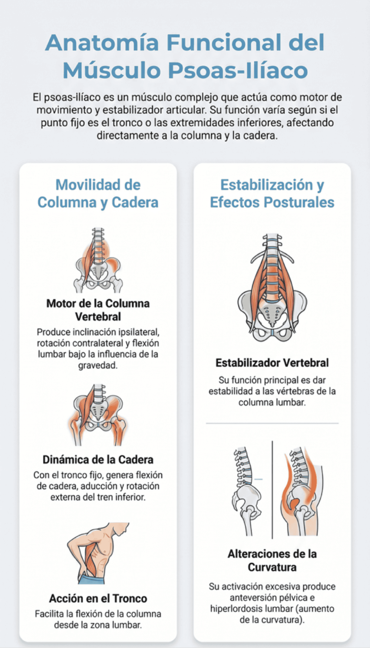 Músculo psoas: 8 preguntas clave para conocerlo Funciones músculo psoas