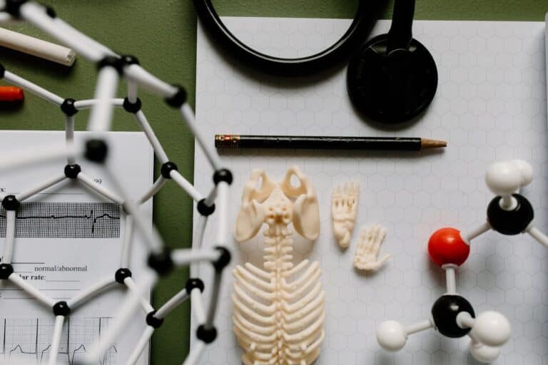 Estudio de anatomía