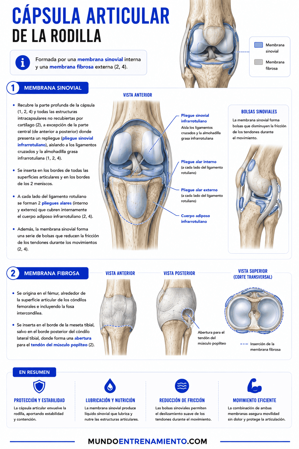 Articulaciones de la pierna: 1 guía anatómica completa Capsula articular rodilla
