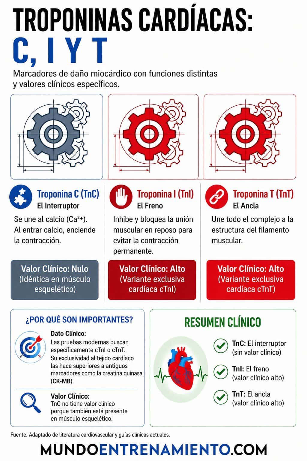 Guía completa troponina valores normales para pacientes Tipos troponinas cardiacas