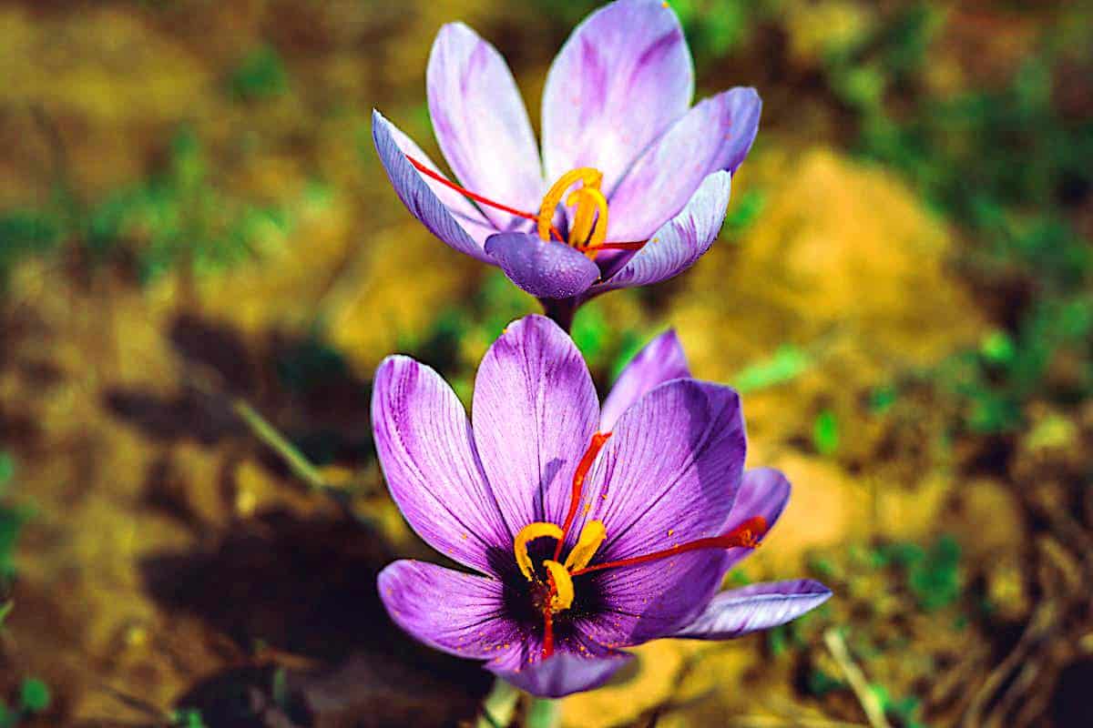 La flor del azafrán: 4 beneficios para la depresión Características azafrán