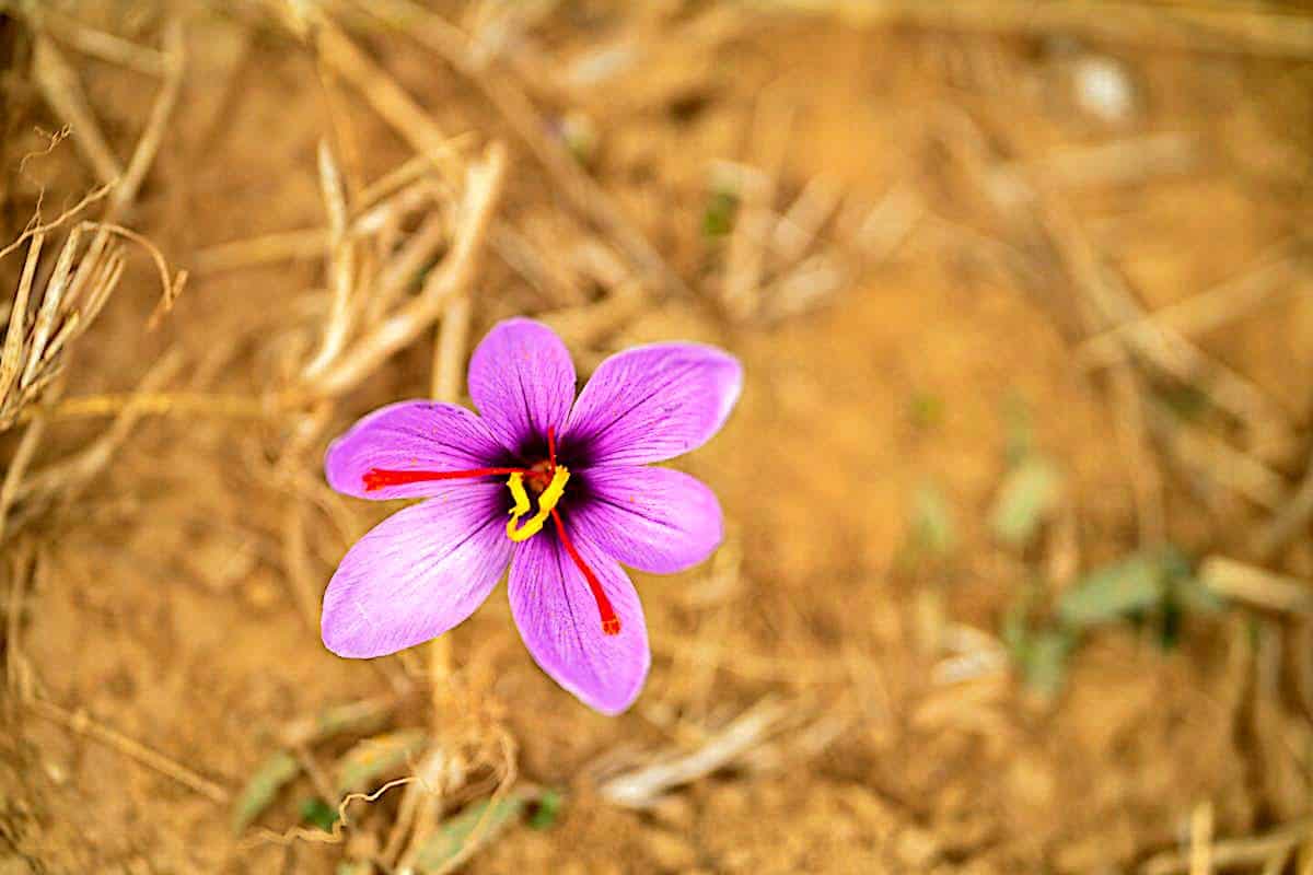 La flor del azafrán