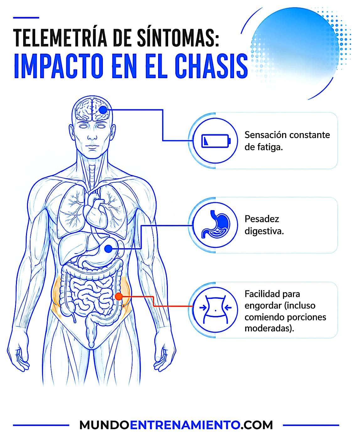 Tipos de metabolismo y su influencia en el peso Metabolismo lento