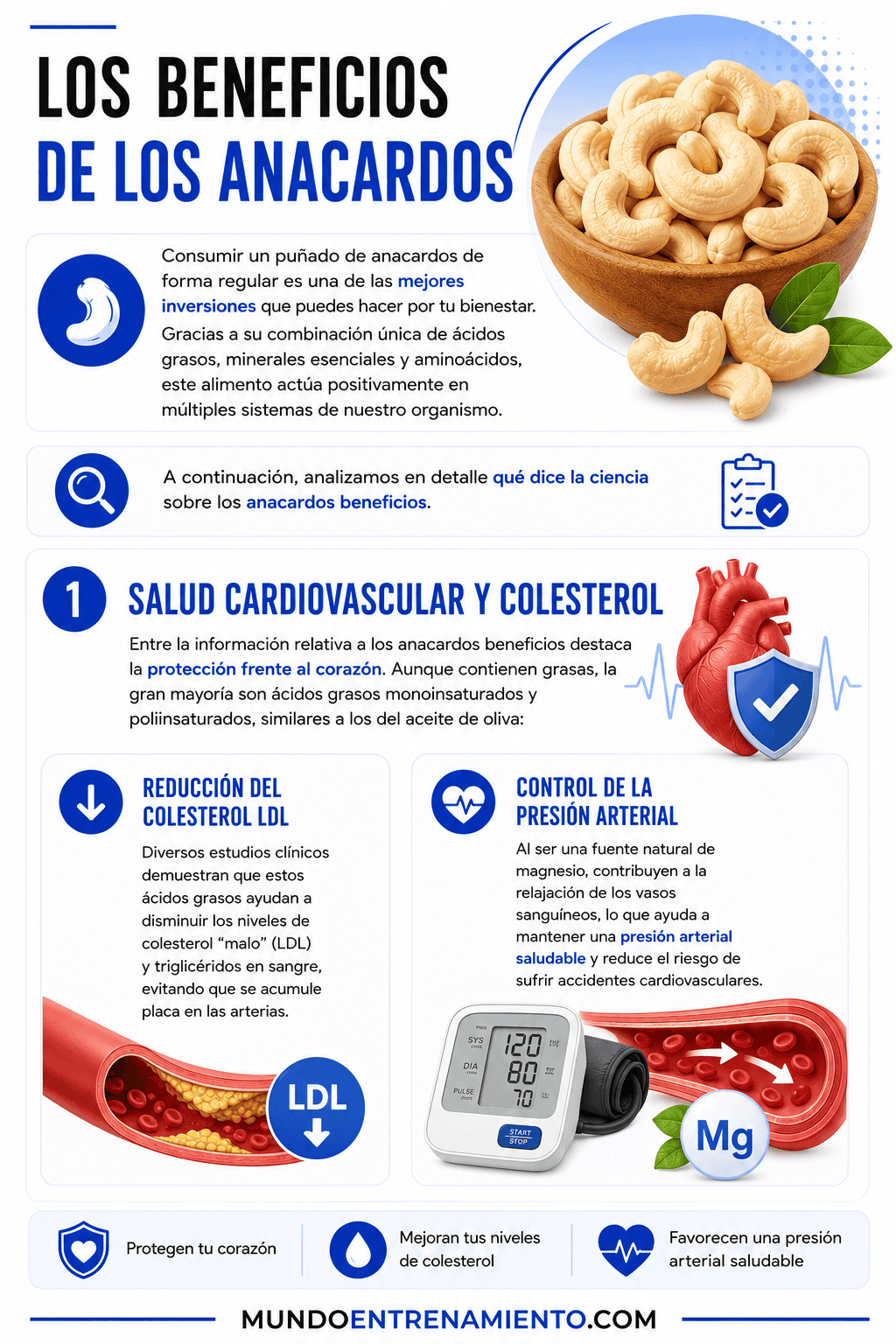 Anacardos beneficios: 5 propiedades y guía completa Beneficios cardiovasculares anacardos