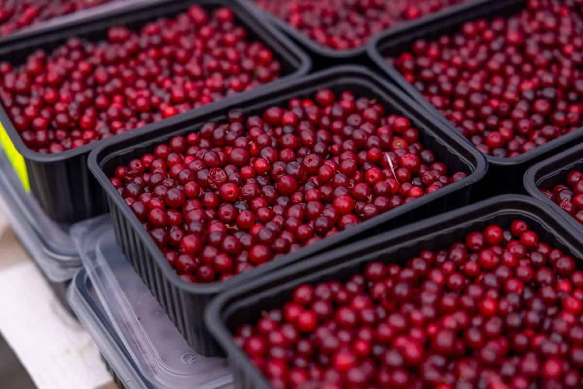 Arándanos propiedades, beneficios y valor nutricional Arándano rojo