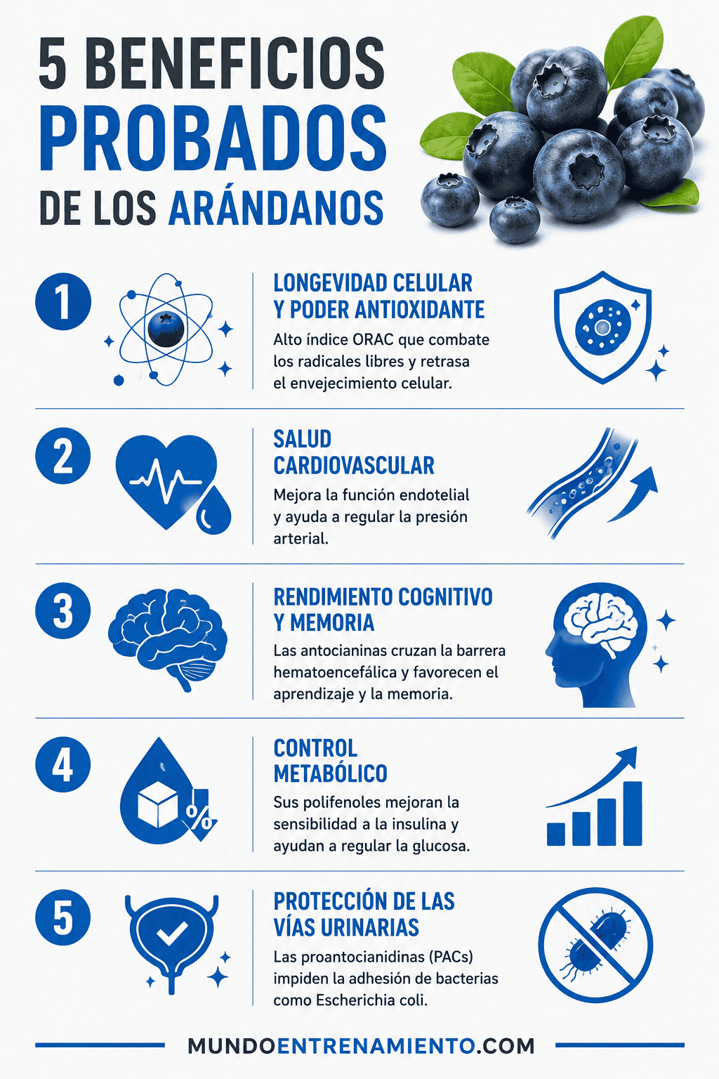 Arándanos propiedades, beneficios y valor nutricional Beneficios arándanos