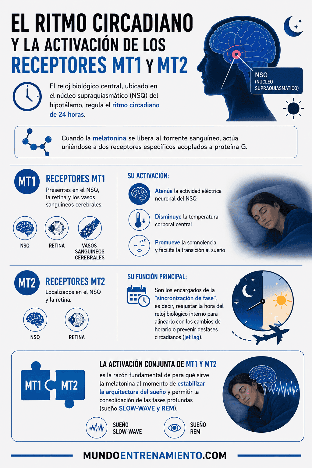Para qué sirve la melatonina: beneficios y cómo tomarla Receptores MT1 y MT2