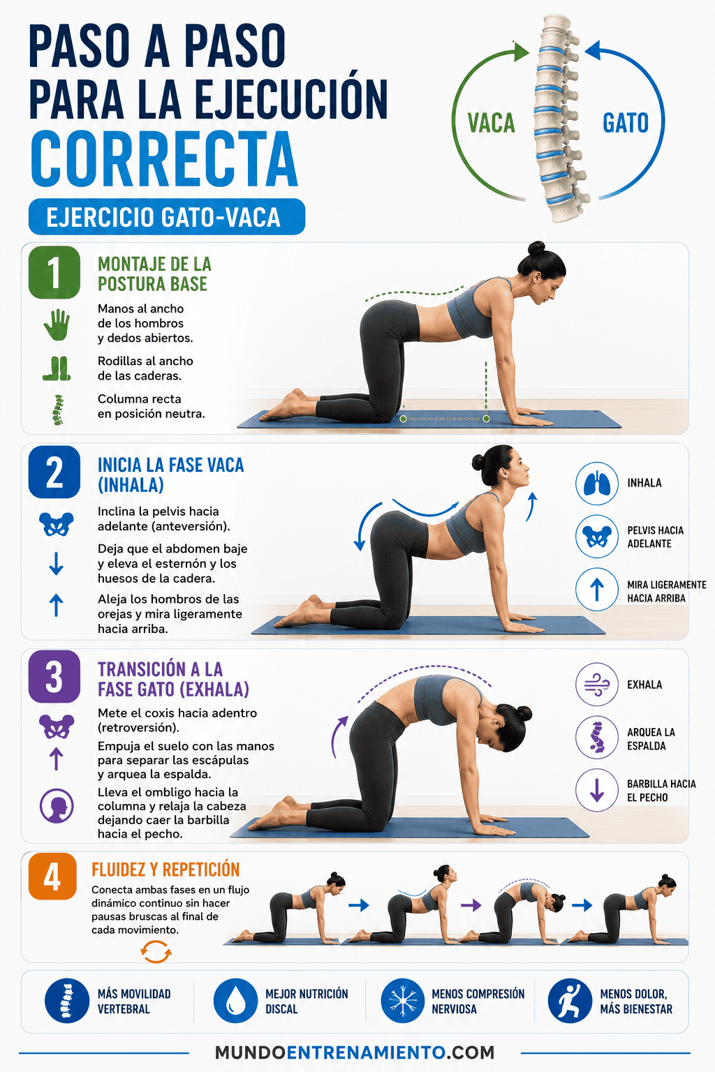 Estiramiento gato-vaca: 5 beneficios, técnica y errores Técnica gato vaca