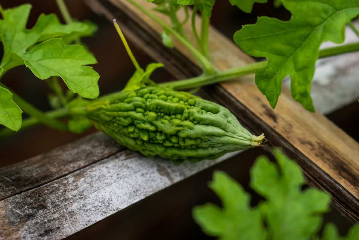Melón amargo: el potente regulador del azúcar Apariencia melón amargo