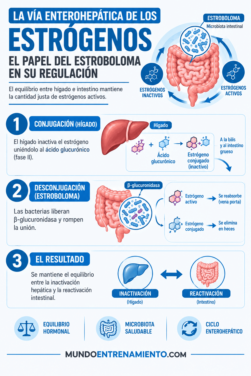 Estroboloma y salud hormona: regulación de estrógenos Estrógenos función estroboloma