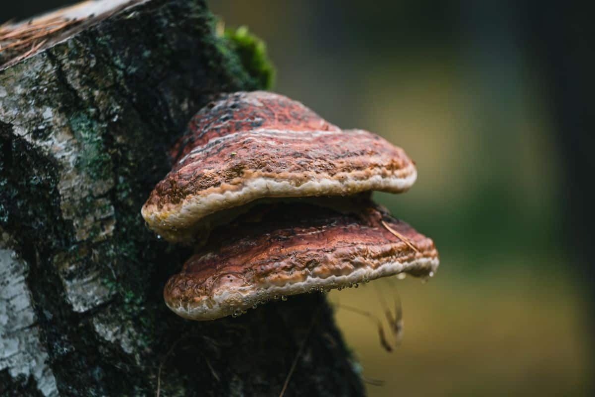 Hongo reishi: propiedades, 5 beneficios y cómo tomarlo Hongo Reishi