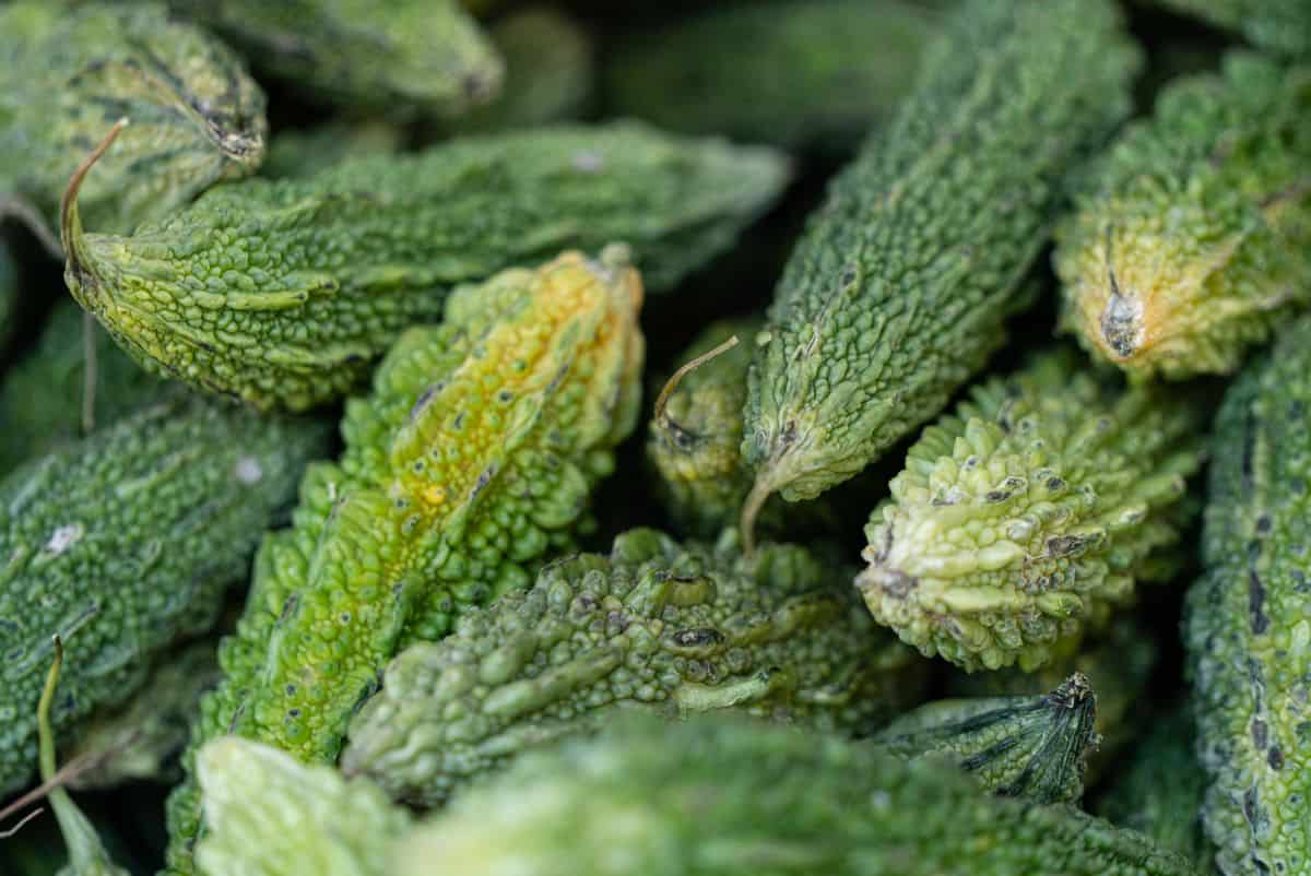 Melón amargo