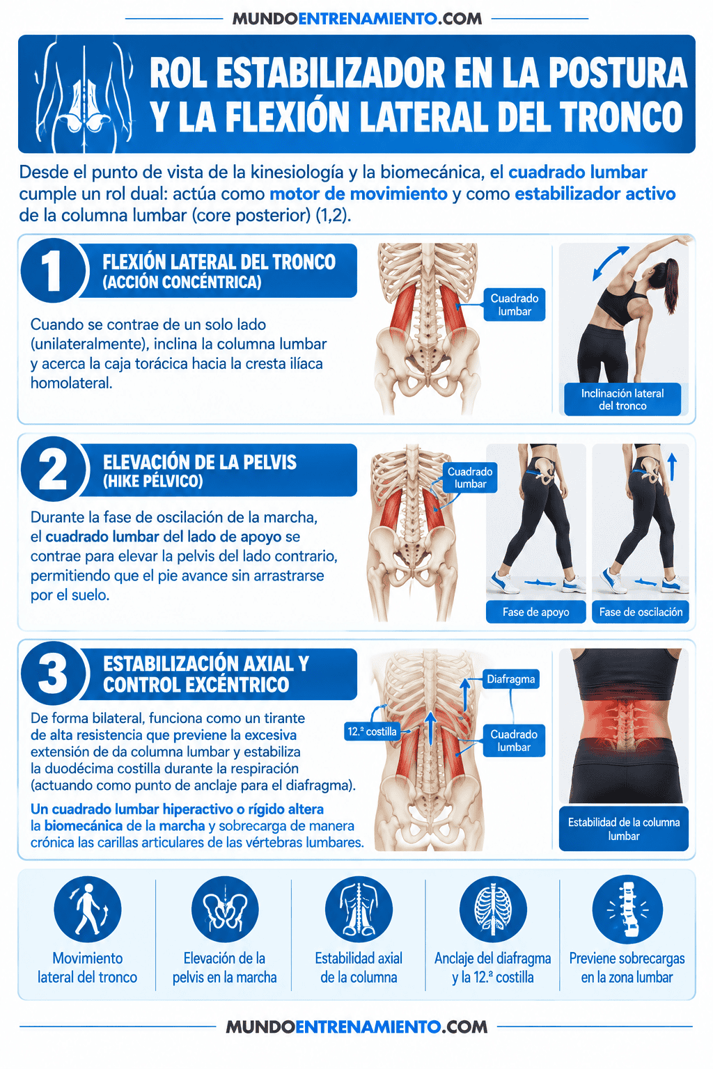 Cuadrado lumbar: anatomía, dolor y estiramientos clave Función cuadrado lumbar