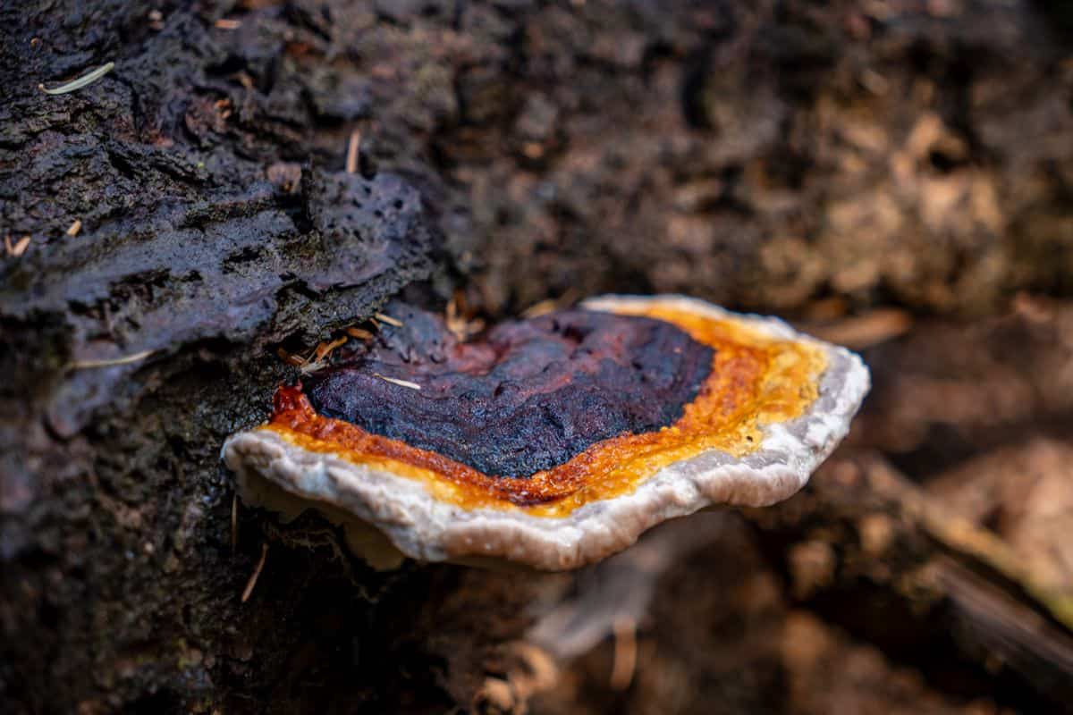 Inonotus obliquus: un hongo con propiedades medicinales Hongo Chaga