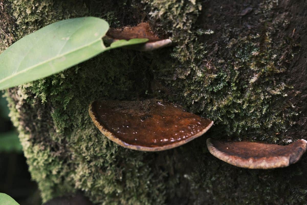 Inonotus obliquus